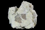 Ordovician Graptolite (Dictyonema) - Fillmore Formation, Utah #95478-1